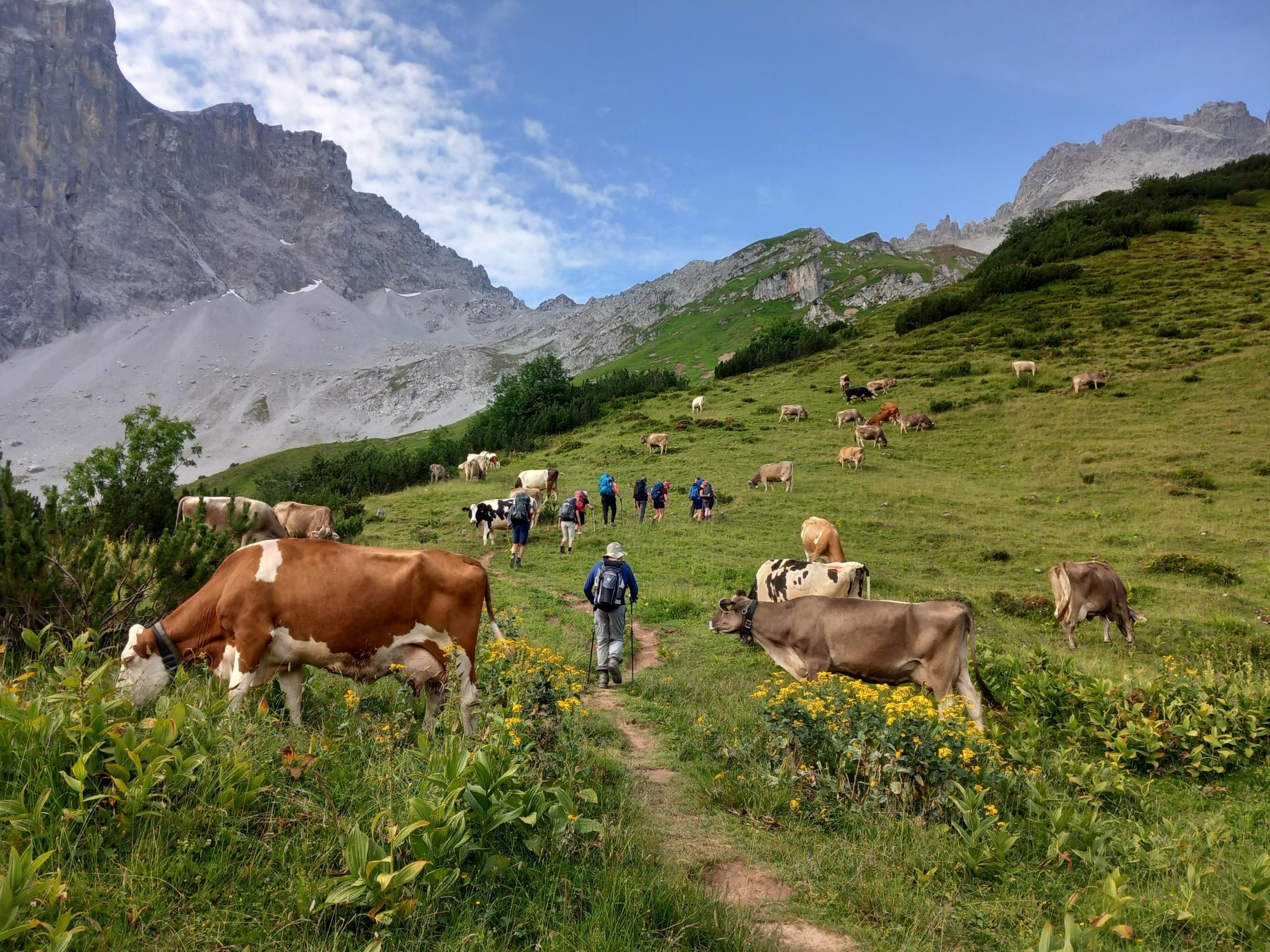 Die Wanderer wandern über eine Kuhweide. Bergpanorama im Hintergrund