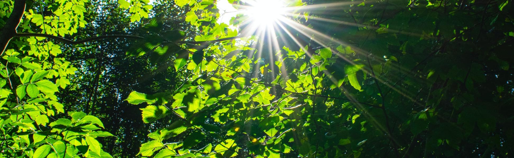 Blick in einen Baum mit hellgrünen Blättern. Die Sonne strahlt dazwischen.