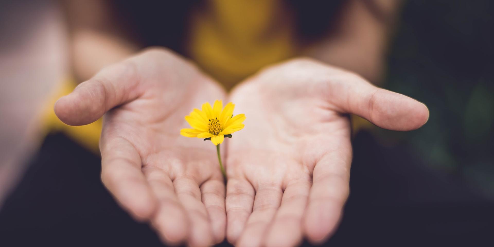 Man sieht ein geöffnetes Händepaar, welches eine kleine gelbe Blume zart umfängt.