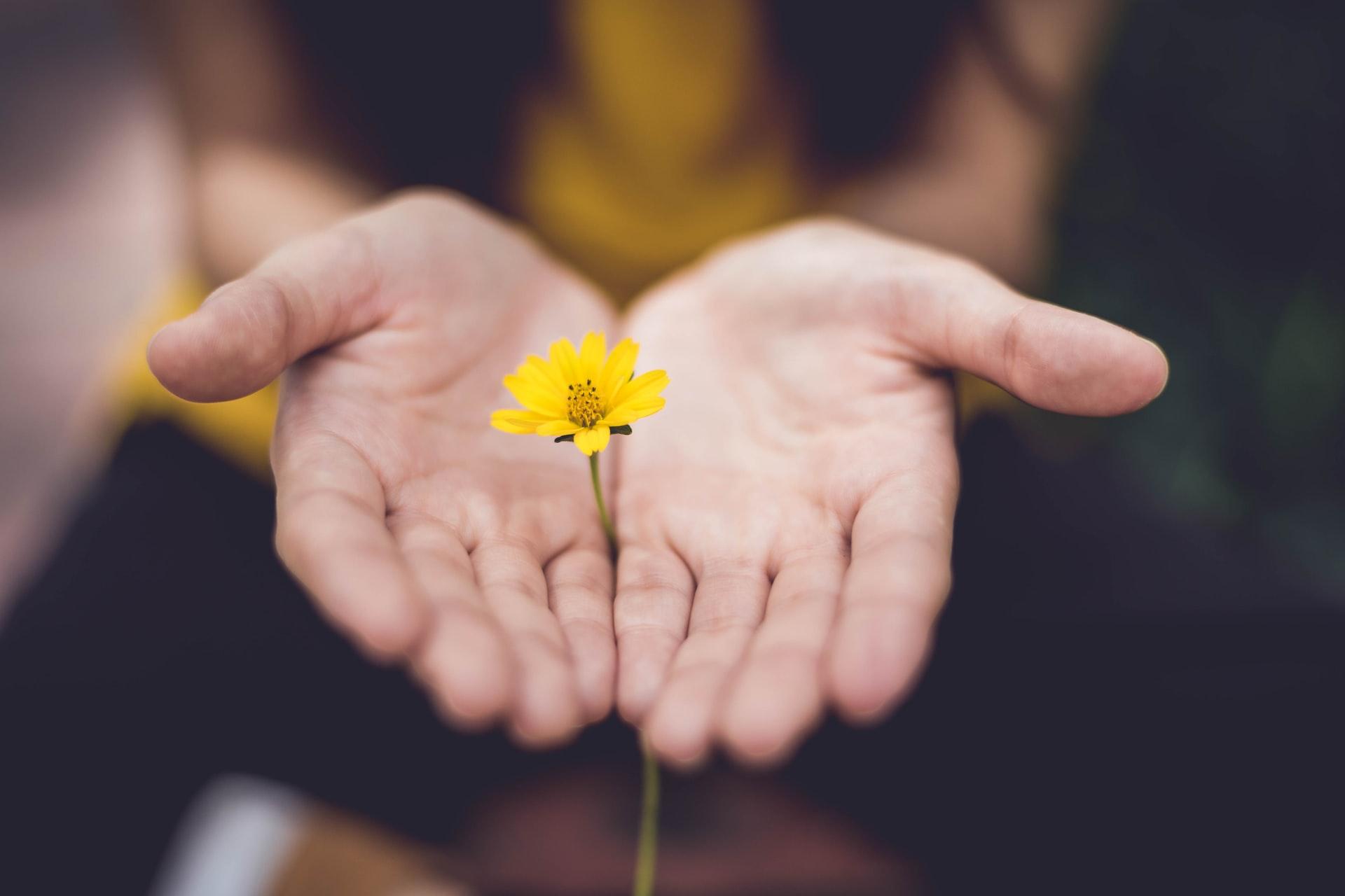 Man sieht ein geöffnetes Händepaar, welches eine kleine gelbe Blume zart umfängt.
