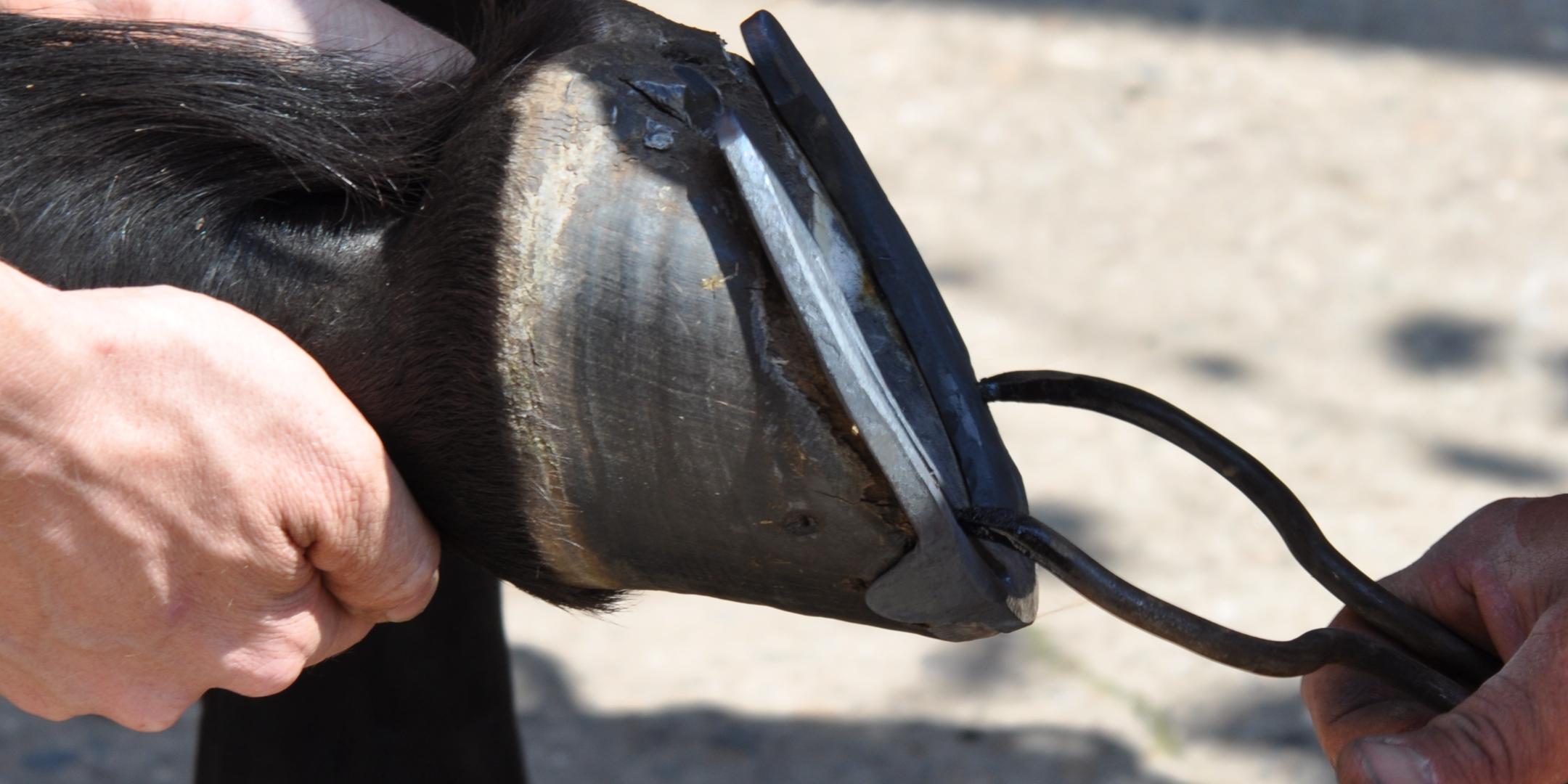 Ein Schmied setzt einem Pferd ein Hufeisen auf den Huf