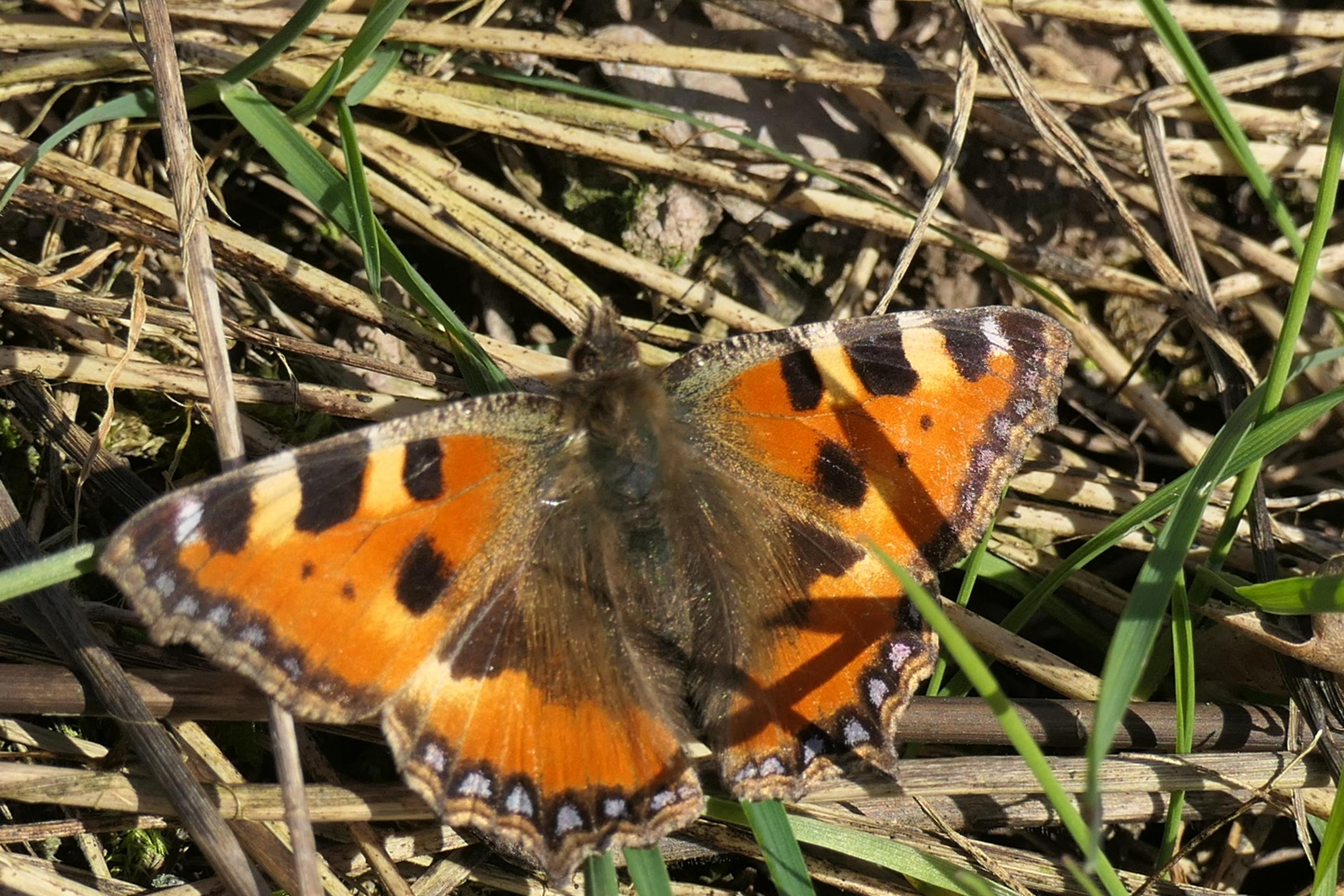 Schmetterling Kleiner Fuchs