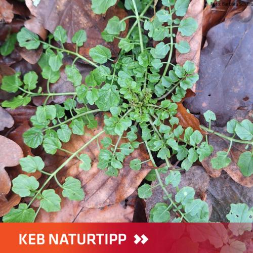 Naturtipp Wald-Schaumkraut