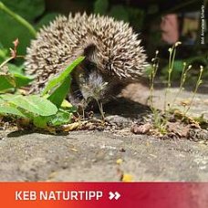 Igel