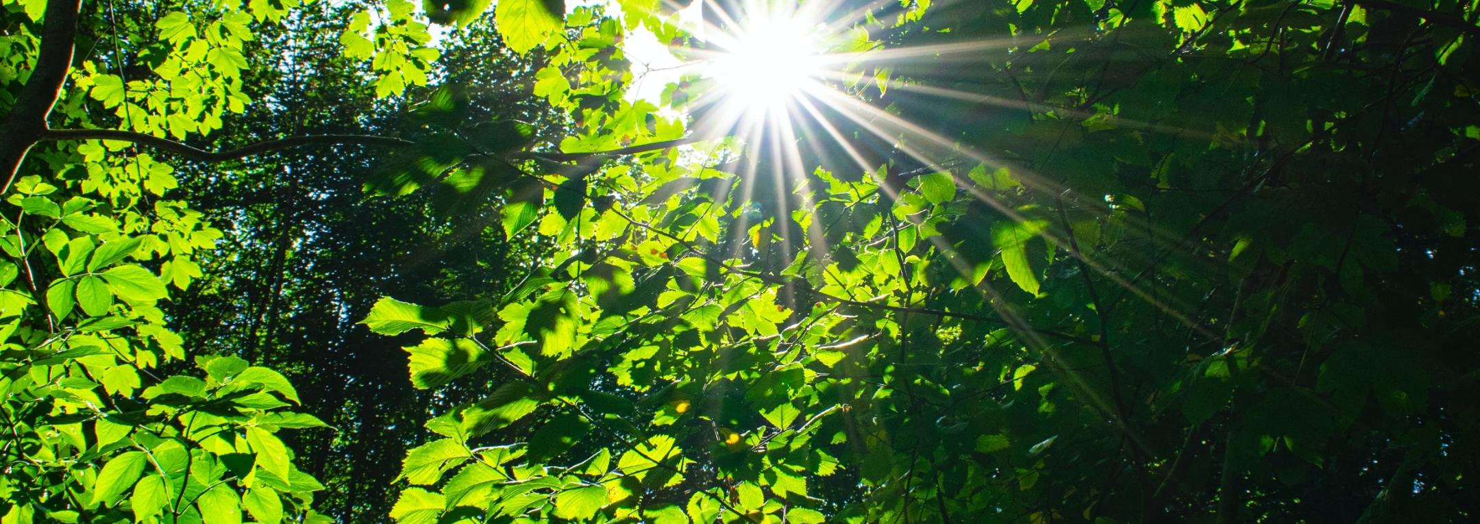 Blick in einen Baum mit hellgrünen Blättern. Die Sonne strahlt dazwischen. (c) Zuzana Ruttkay auf Unsplash Blick in einen Baum mit hellgrünen Blättern. Die Sonne strahlt dazwischen.