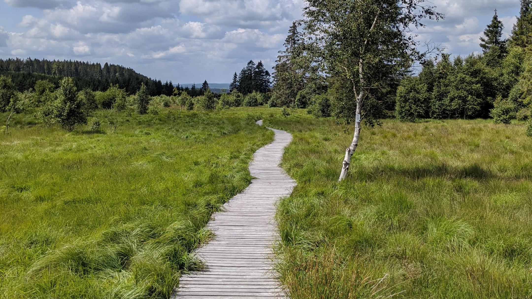 Man sieht einen Weg aus Holzbohlen, der durch eine Graslandschaft führt. In der Ferne sind Bäume zu sehen